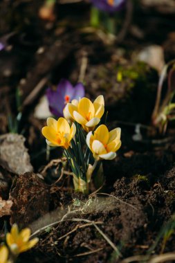 Ormandaki ilk bahar çiçekleri turuncu kabuklu parlak mor ve sarı timsahlar
