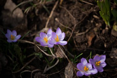 Ormandaki ilk bahar çiçekleri turuncu kabuklu parlak mor ve sarı timsahlar
