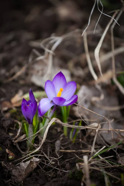 Luxurious First Spring Flowers Forest Bright Purple Yellow Crocuses Orange — Stock Photo, Image