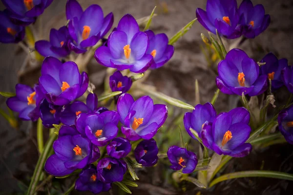 Luxurious First Spring Flowers Forest Bright Purple Yellow Crocuses Orange — Stock Photo, Image