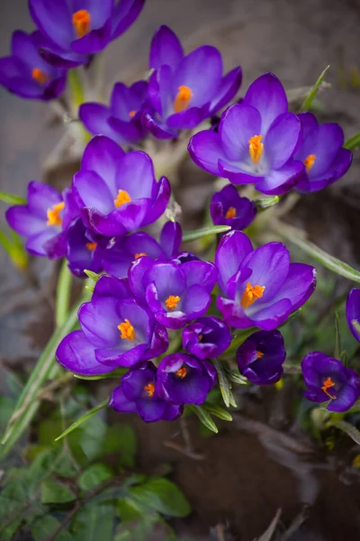 Luxurious First Spring Flowers Forest Bright Purple Yellow Crocuses Orange — Stock Photo, Image