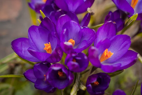 Роскошные Первые Весенние Цветы Лесу Ярко Фиолетовые Желтые Крокусы Апельсиновыми — стоковое фото