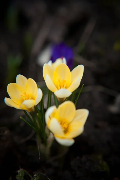 Luxurious First Spring Flowers Forest Bright Purple Yellow Crocuses Orange — Stock Photo, Image