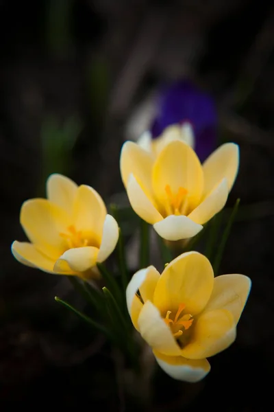 Luxurious First Spring Flowers Forest Bright Purple Yellow Crocuses Orange — Stock Photo, Image