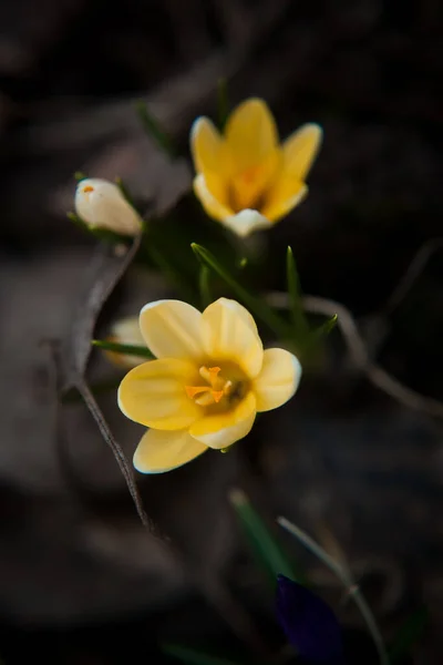 Luksusowe Pierwsze Wiosenne Kwiaty Lesie Jasne Purpurowe Żółte Krokusy Pomarańczowymi — Zdjęcie stockowe
