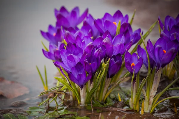 Luxurious First Spring Flowers Forest Bright Purple Yellow Crocuses Orange — Stock Photo, Image