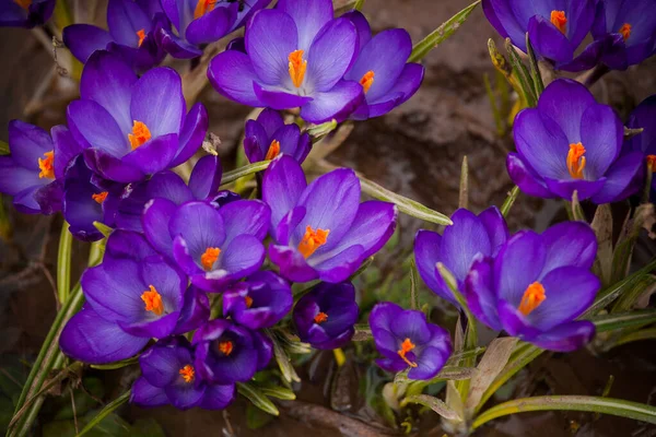 Роскошные Первые Весенние Цветы Лесу Ярко Фиолетовые Желтые Крокусы Апельсиновыми — стоковое фото