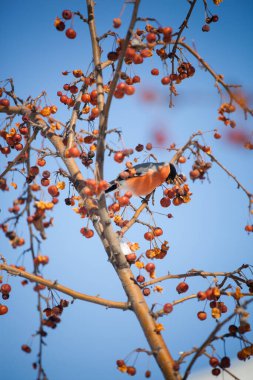 Saka kuşu vahşi bir elma ağacına oturur ve mavi gökyüzüne karşı böğürtlen yer.