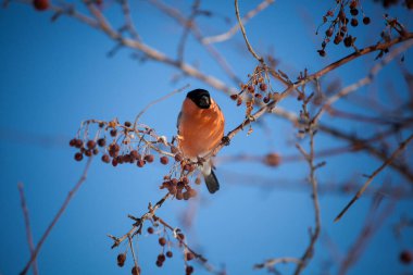 Saka kuşu vahşi bir elma ağacına oturur ve mavi gökyüzüne karşı böğürtlen yer.