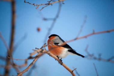 Saka kuşu vahşi bir elma ağacına oturur ve mavi gökyüzüne karşı böğürtlen yer.