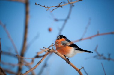 Saka kuşu vahşi bir elma ağacına oturur ve mavi gökyüzüne karşı böğürtlen yer.