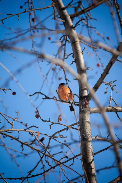 Bullfinch Senta Uma Macieira Selvagem Come Bagas Contra Céu Azul — Fotografia de Stock