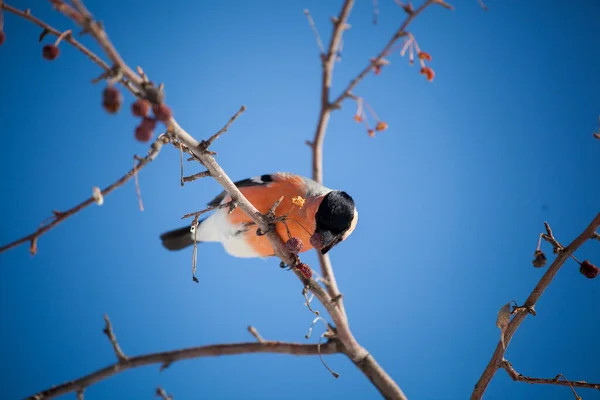 Bullfinch Sedí Divokém Jabloni Bobule Proti Modré Obloze — Stock fotografie