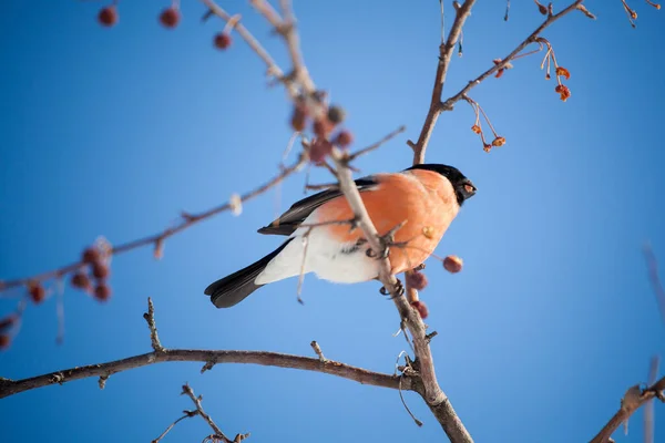 ブルフィンチは野生のリンゴの木の上に座って青い空に対して果実を食べる — ストック写真