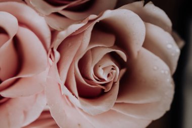 Pahalı bir bukette pembe gül tomurcukları. Açık arkaplanda kocaman pembe güllerden oluşan bir buket yakın plan.