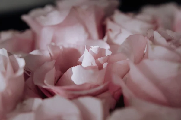 用昂贵的花束将粉红色的玫瑰芽拱形地插在一起 浅色背景的粉红色玫瑰花束的特写 — 图库照片