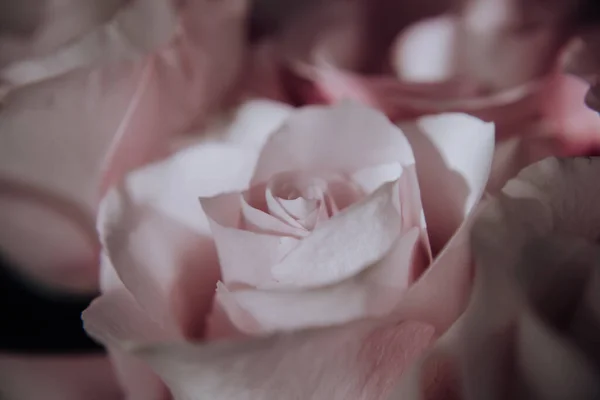 Grands Bourgeons Roses Roses Dans Bouquet Cher Gros Plan Bouquet — Photo
