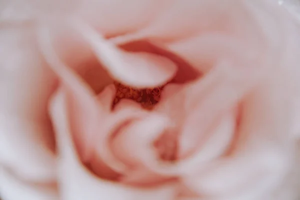 Бутоны Розовых Роз Дорогом Букете Крупным Планом Букет Огромных Розовых — стоковое фото