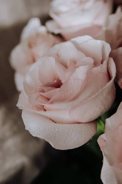 Botões Arge Rosas Rosa Buquê Caro Close Buquê Rosas Rosa — Fotografia de Stock