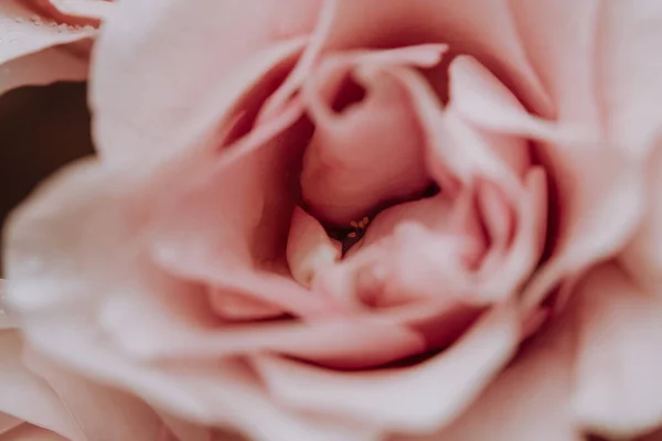 Botões Arge Rosas Rosa Buquê Caro Close Buquê Rosas Rosa — Fotografia de Stock