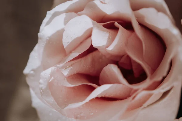 用昂贵的花束将粉红色的玫瑰芽拱形地插在一起 浅色背景的粉红色玫瑰花束的特写 — 图库照片