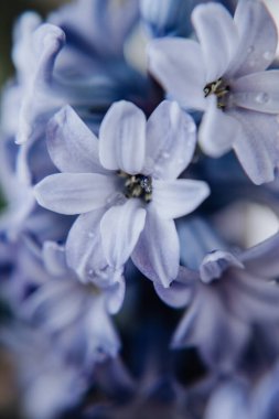 Büyük çiçek sümbülleri, geleneksel paskalya çiçekleri, çiçek arkaplanı, Paskalya bahar arkaplanı. Makro fotoğrafı kapat, seçici odaklanma. Kutlama kartpostalı için ideal.
