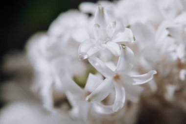 Büyük çiçekler, geleneksel paskalya çiçekleri, çiçek arkaplanı, Paskalya bahar arkaplanı. Makro fotoğrafı kapat, seçici odak. 