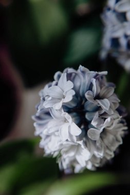 Büyük çiçek sümbülleri, geleneksel paskalya çiçekleri, çiçek arkaplanı, Paskalya bahar arkaplanı. Makro fotoğrafı kapat, seçici odaklanma. Kutlama kartpostalı için ideal.