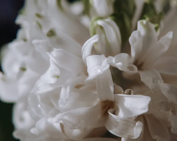Большой Цветок Включая Гиацинты Традиционные Пасхальные Цветы Цветочный Фон Весенний — стоковое фото