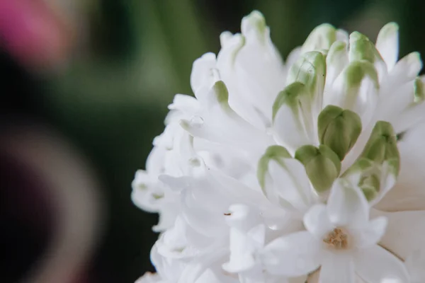 Большой Цветок Включая Гиацинты Традиционные Пасхальные Цветы Цветочный Фон Весенний — стоковое фото