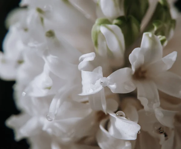 Große Blume Hyazinthen Traditionelle Osterblumen Blumen Hintergrund Ostern Frühling Hintergrund — Stockfoto