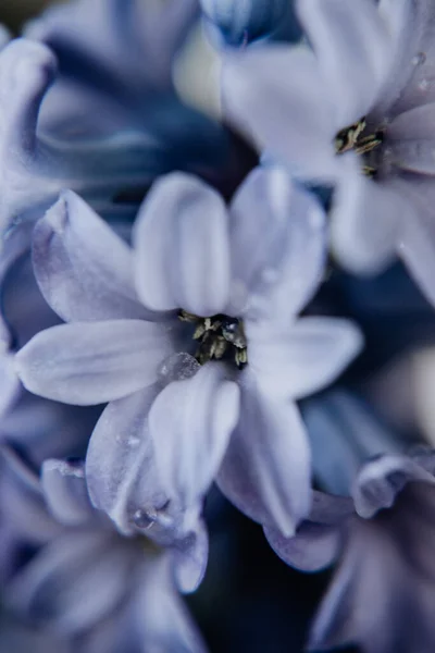 Большие Гиацинты Традиционные Пасхальные Цветы Цветочный Фон Весенний Пасхальный Фон — стоковое фото