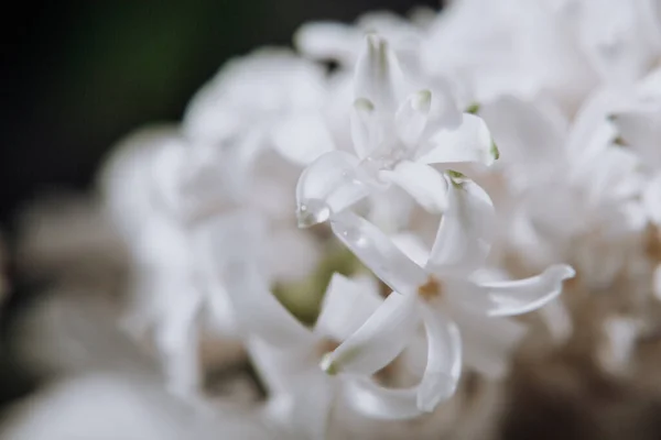 Hyacinths 전통적 Easter 매크로 사진을 클로즈업하고 선택적 — 스톡 사진