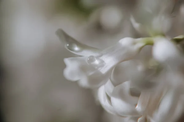 Grandes Jacinthes Fleurs Fleurs Pâques Traditionnelles Fond Fleur Fond Printemps — Photo