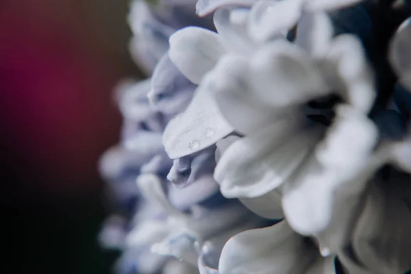 Große Blume Hyazinthen Traditionelle Osterblumen Blumenhintergrund Osterfrühling Hintergrund Nahaufnahme Makrofoto — Stockfoto