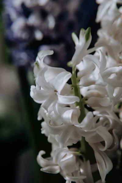 Duży Kwiat Hiacynty Tradycyjne Kwiaty Wielkanocne Tło Kwiat Wielkanoc Wiosenne — Zdjęcie stockowe