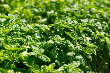 Tatlı fesleğen yeşili bitkiler bahçede yetişir. Botanik adı Ocimum Basilicum. Organik Basil Bitkisi Pişirmeye Hazır, sağlıklı gıda konsepti, üst manzara. Organik tarım.