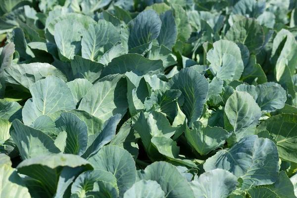 Bahçede yeşil lahana yetişiyor. Tarım. Sağlıklı gıda konsepti. Bitkinin yetiştirilmesi. Organik tarım. Üst görünüm