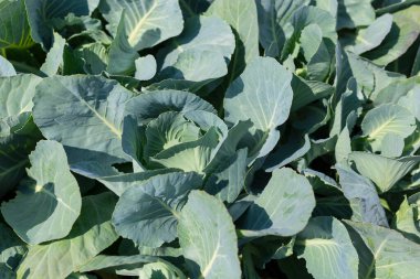 Bahçede yeşil lahana yetişiyor. Tarım. Sağlıklı gıda konsepti. Bitkinin yetiştirilmesi. Organik tarım. Üst görünüm