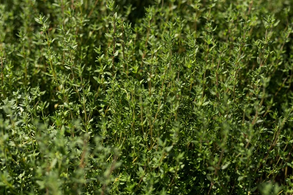 Färsk timjan ört som växer i vår ekologiska trädgård, citrontimjan växter i solljus — Stockfoto