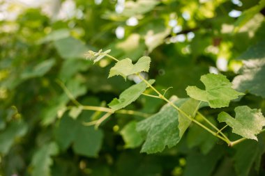 Üzüm yeşili yapraklar yakın plan. Asma yapraklı yaz ya da bahar sezonu geçmişi. Doğa konsepti.