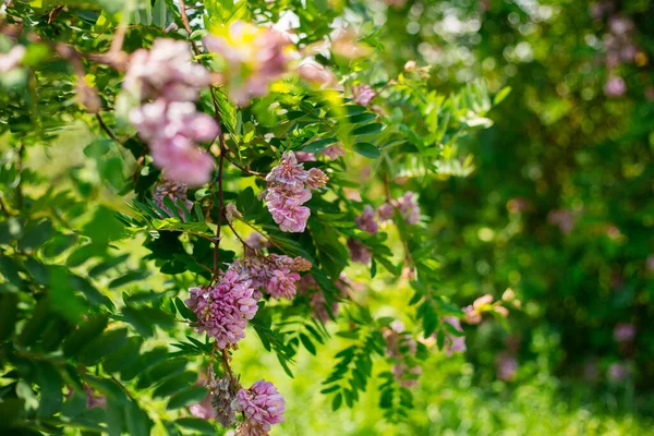 Floraison printanière de l'acacia rose aux feuilles vertes. Concept de nature. — Photo