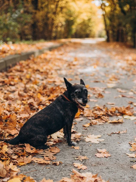 坐在黄色叶子上的黑狗。快乐的狗秋天的自然。在公园里活动的宠物。喜庆的心情，领养的朋友 — 图库照片