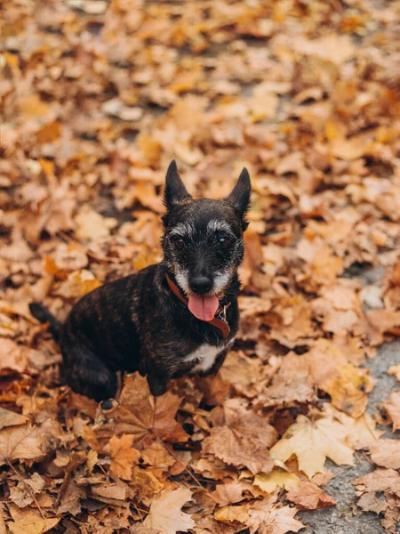Cane nero seduto sul fogliame giallo. Happy Dog autunno sulla natura. Animale domestico attivo nel parco. Stagionatura umore, amico adottivo — Foto Stock