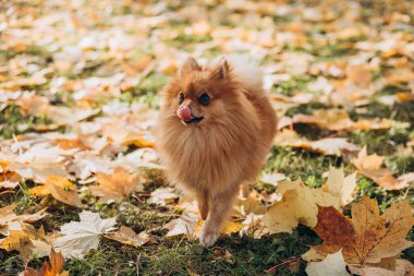 Ginger Pomeranian Spitz 'i altın sonbahar parkında. Güneşli bir günde mutlu bir köpekle yürümek. Evcil hayvan bakımı, web afişi