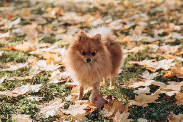 Gengibre spitz pomeranian no parque de outono dourado. Caminhe com o cão feliz em um dia ensolarado. Cuidar de um animal de estimação — Fotografia de Stock