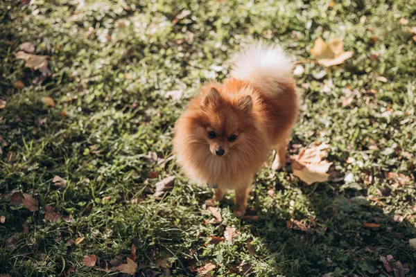 Ginger pomeranian spitz w złotym jesiennym parku. Spacer ze szczęśliwym psem w słoneczny dzień. Opieka nad zwierzakiem, baner internetowy — Zdjęcie stockowe