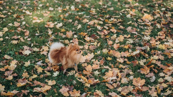 Ginger pomeranian spitz w złotym jesiennym parku. Spacer ze szczęśliwym psem w słoneczny dzień. Opieka nad zwierzakiem, baner internetowy — Zdjęcie stockowe