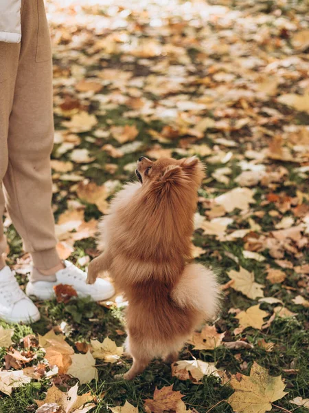 Linda jovem loira brincando com seu cão em um parque ao ar livre. Gengibre spitz pomeranian no parque de outono dourado em um dia ensolarado. Cuidar de um animal de estimação — Fotografia de Stock