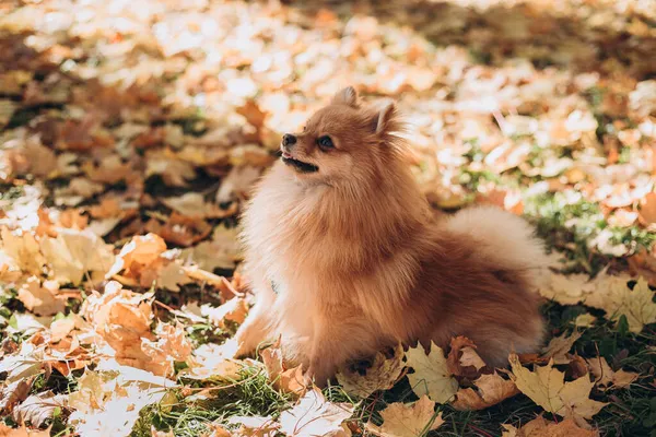 Gengibre spitz pomeranian no parque de outono dourado. Caminhe com o cão feliz em um dia ensolarado. Cuidar de um animal de estimação, banner web — Fotografia de Stock